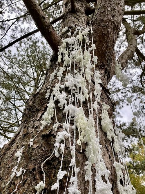installatie buitenkunst bij 'Geworteld'