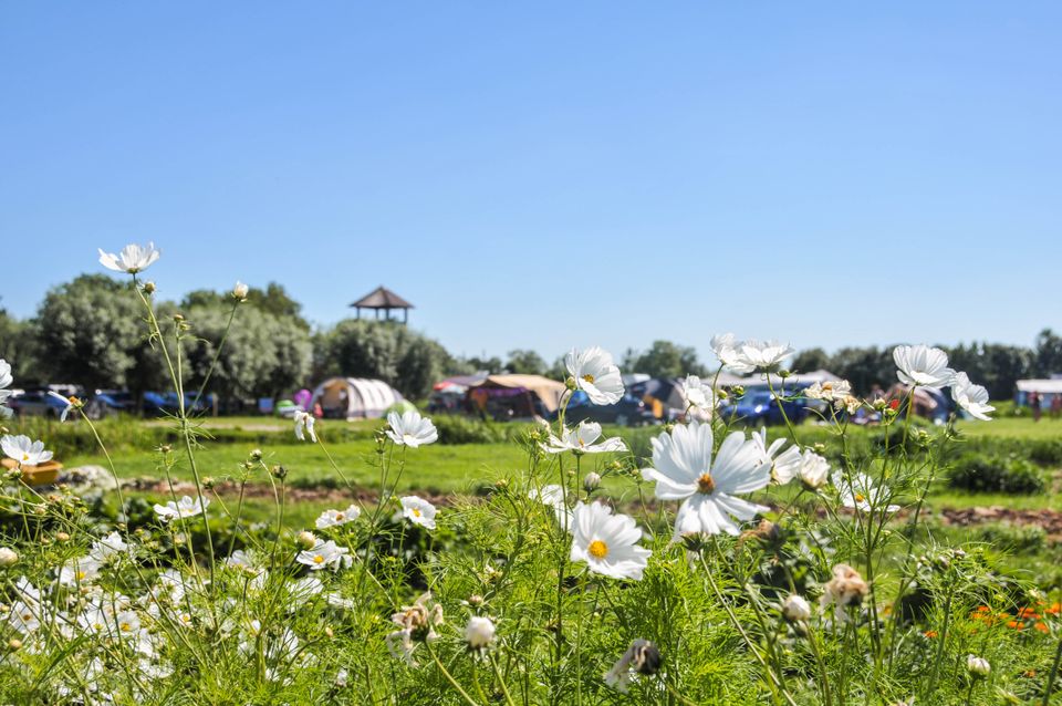 Camping de Boerinn in Kamerik, Groene Hart, provincie Utrecht, zomerse camping met tenten en caravans tussen groene weilanden en bloeiende witte cosmea bloemen op de voorgrond.