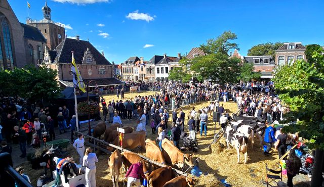 Het plein de Merk in Workum wordt bezocht door veel mensen en koeien tijdens de Veekeuringsdag. In zicht is het Museum Warkums Erfskip en veel stro.