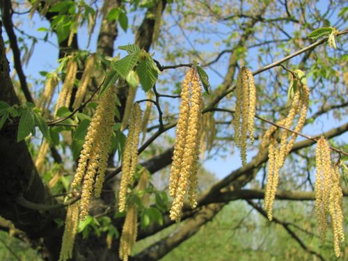 De bloem van de Europese hopbeuk