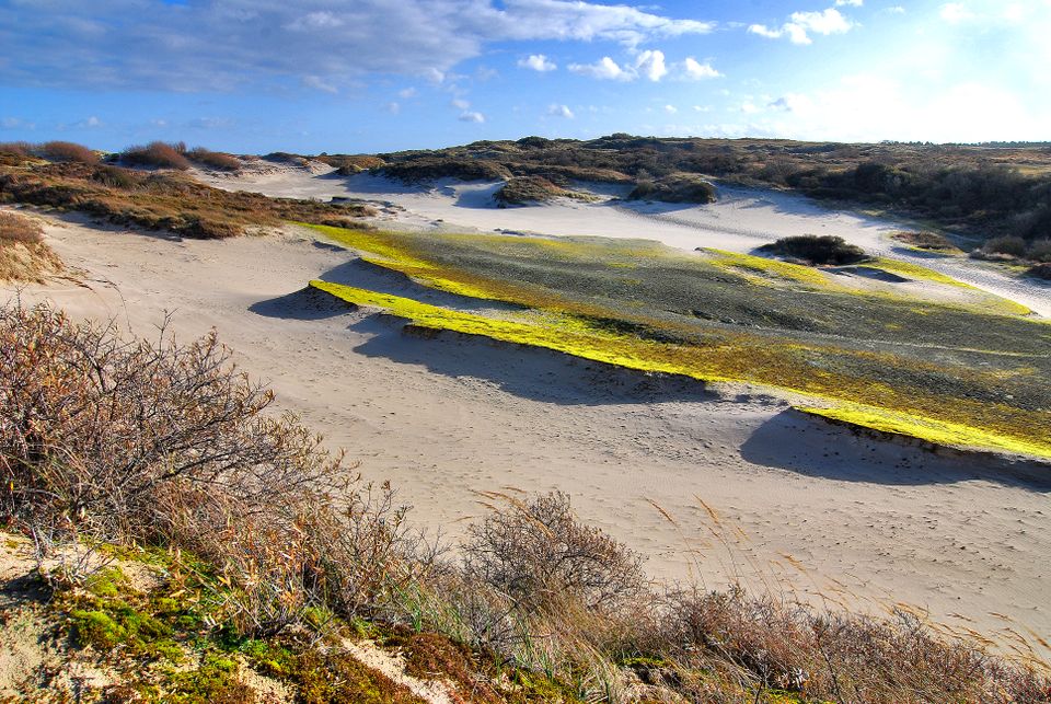 Meeuwenduinen