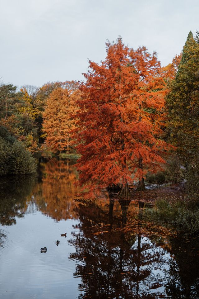 Herfstige bomen in het wandelbos.