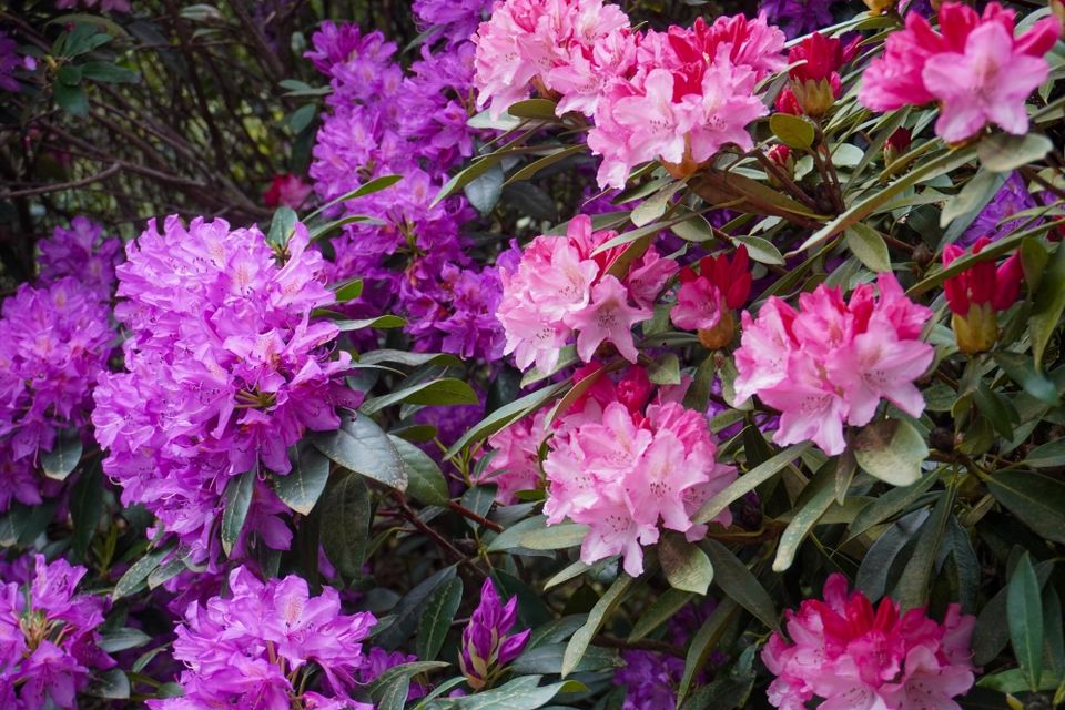 Rhododendrons Huis Doorn