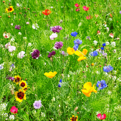 Veldbloemen tijdens Runtsje troch de Walden