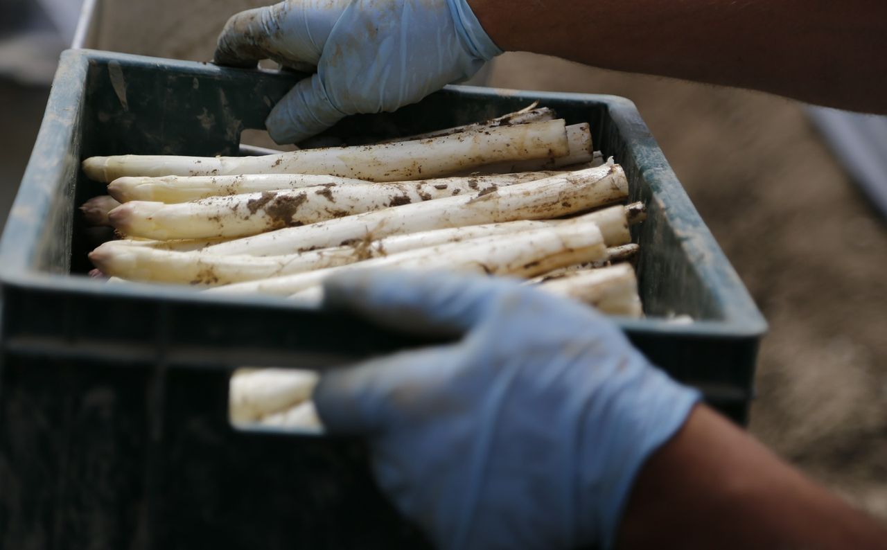Asperges in Ede Food Valley