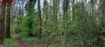 Canadabos Zuiderweg Kolonie Ommerschans