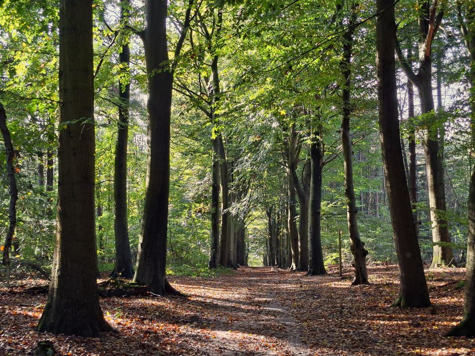 Rode route Rijsterbos