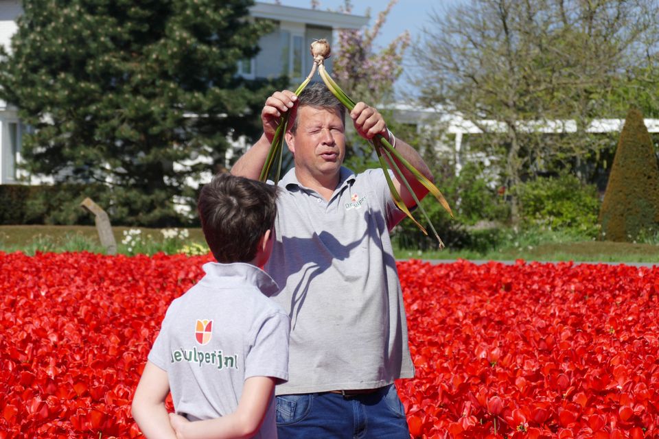Excursie over de tulpen