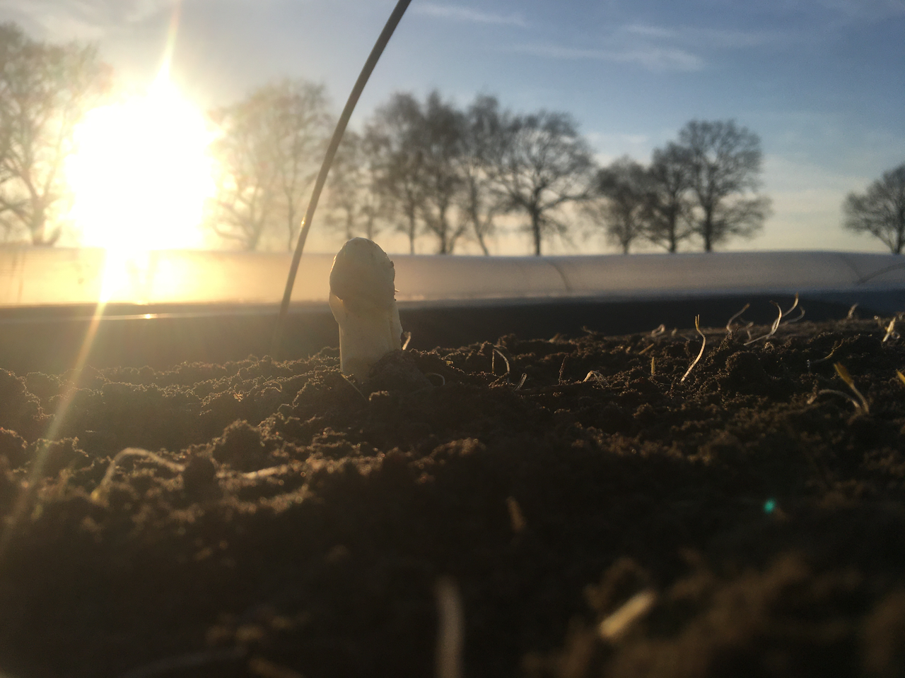 Asperges bij Boerderijwinkel Manders