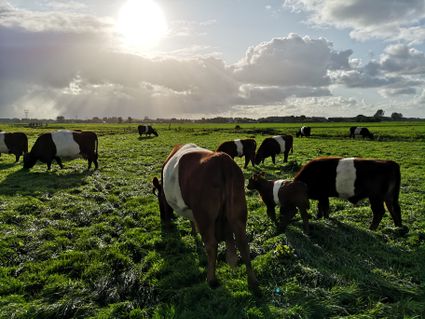 Lakenvelders in de Boterhuispolder