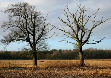 Natuur - Winter met kale bomen