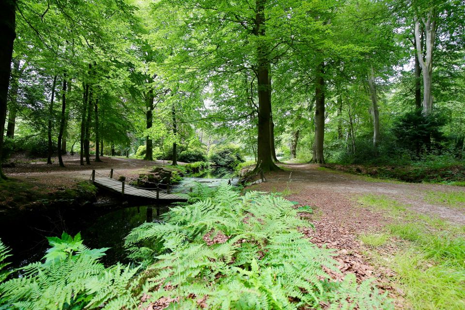 Groene bomen en een houten bruggetje over het water in de natuur.
