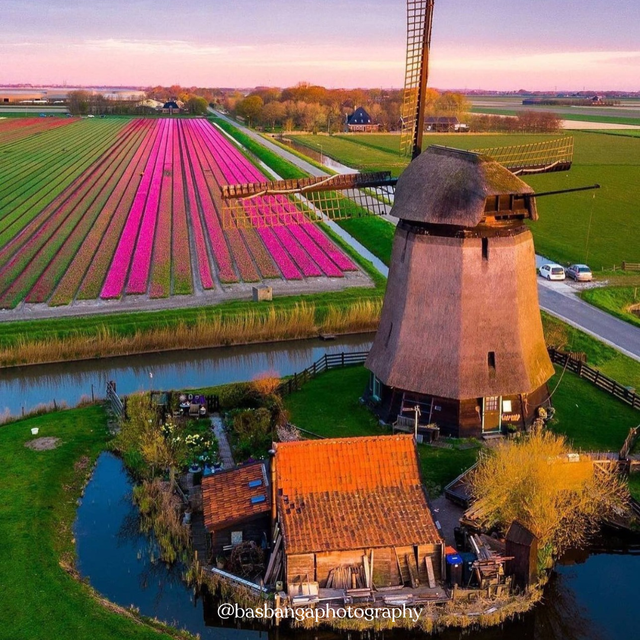Een molen in Schermerhorn met tulpenvelden op de achtergrond