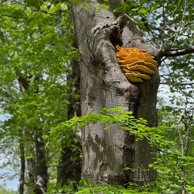 Zandenbos-Trail-impressie