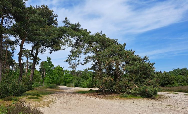 Brouwhuisse heide ofwel Bikkelse bossen Vlierden