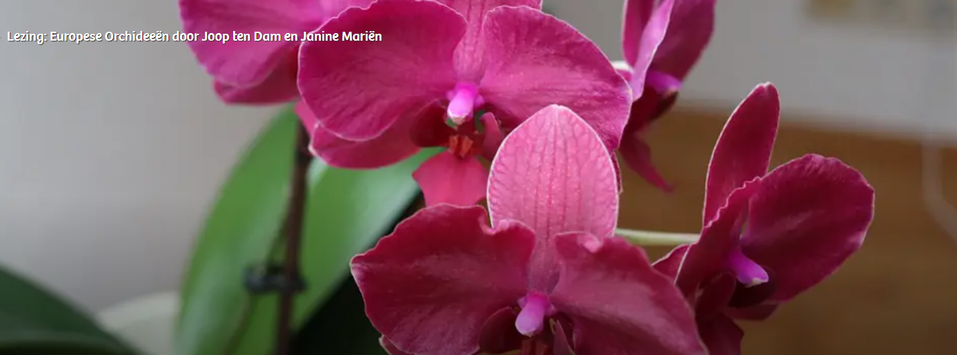 Een roze orchidee