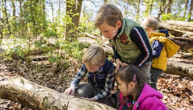 Het Nationale Park De Hoge Veluwe: Herfstspeurtocht