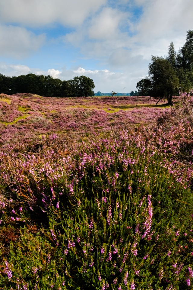 Een bloeiend heideveld met bomen.