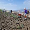 zeekool op de waddendijk
