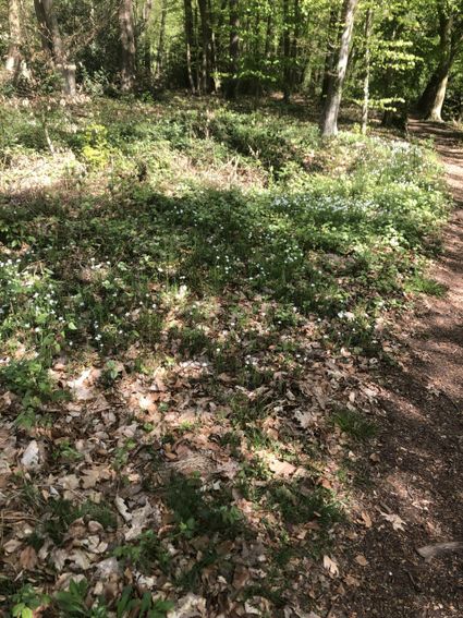 Excursie IVN-KNNV | Voorjaarsbosflora