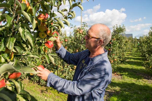 Fruit, Betuwe, Appel, Gaarsd