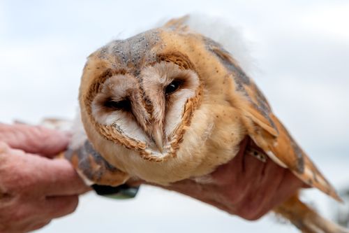 Foto van uil