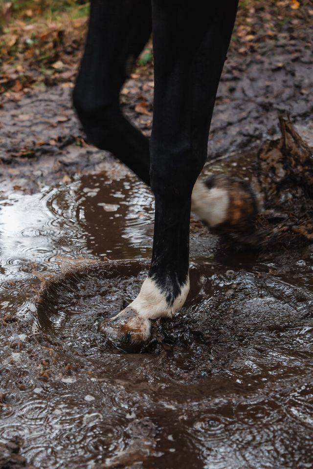 Paarden hoeven door een plas