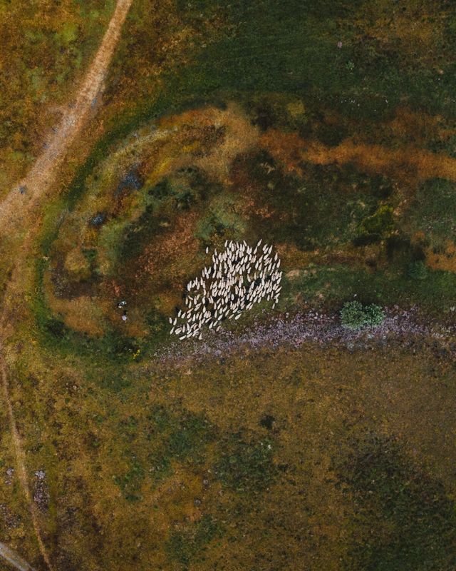 Schaapskudde Drenthe