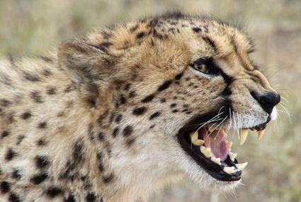 Close-up foto van een cheeta welpje met de bek open waardoor je zijn tanden goed kunt zien.