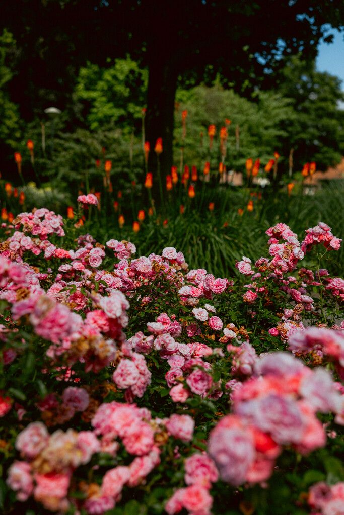 Bloemenperk uit 't Vonderpark