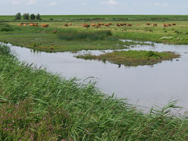 Natuurgebied de Natte Graslanden van Flevo-landschap met water, runderen en weilanden in Flevoland