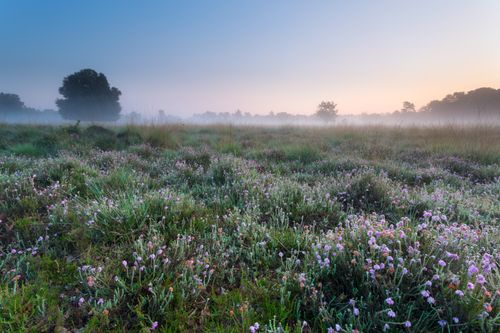 Westerwolde