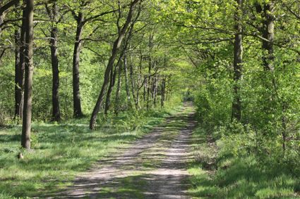 een breed zandpad met grote bomen ernaast