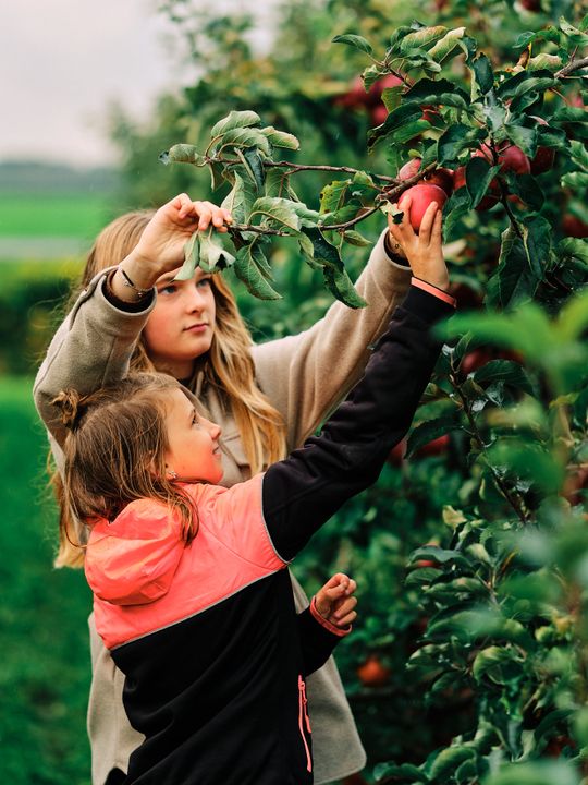 Twee meisjes plukken samen een appel in de boomgaard van Vink Fruitboerderij