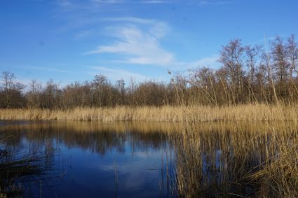 Ankeveense Plassen herfst