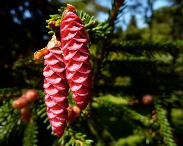 Oosterse Spar- Picea orientalis