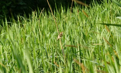 Foto vogeltje in het gras