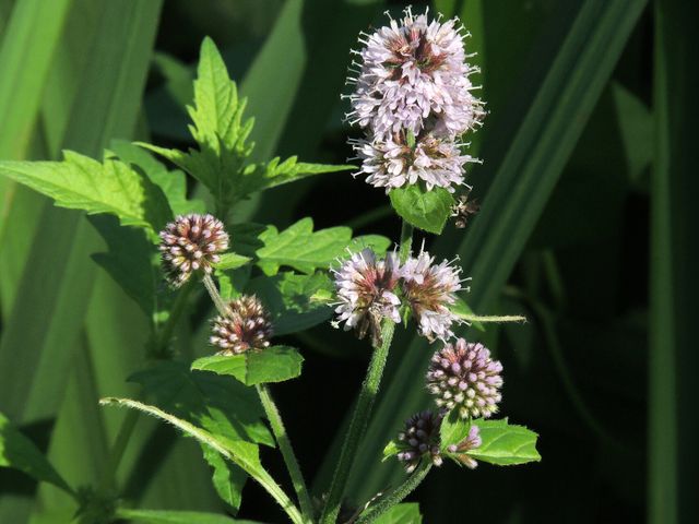 Een watermunt plant