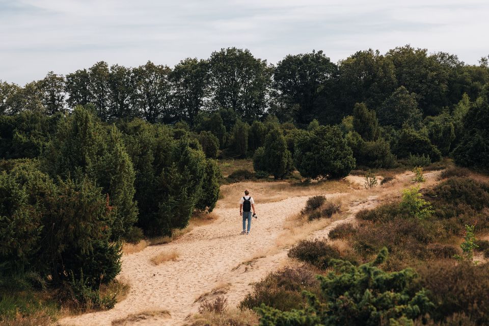 Een man wandelt over een zandverstuiving tussen de jeneverbesstruiken op het Mantingerveld.
