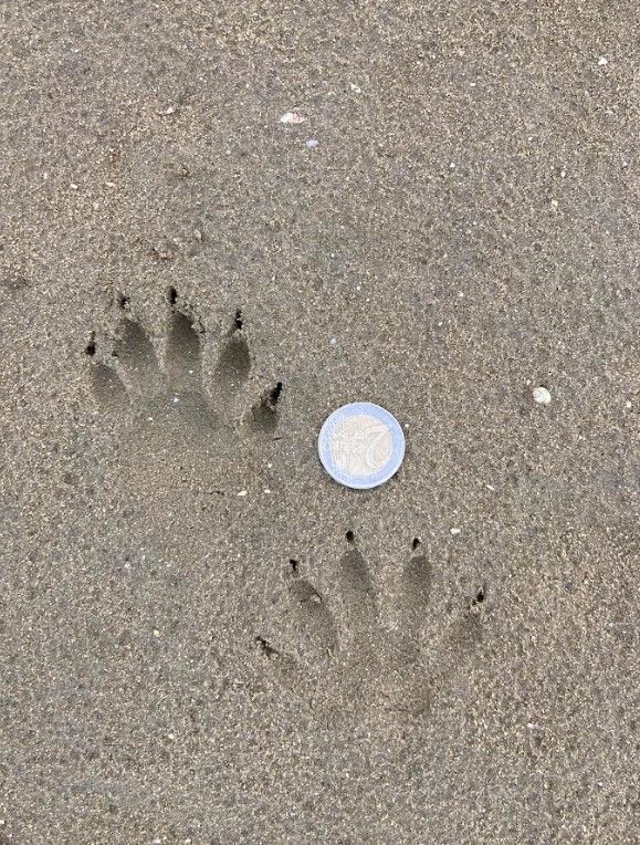 Pootafdruk dier in zand