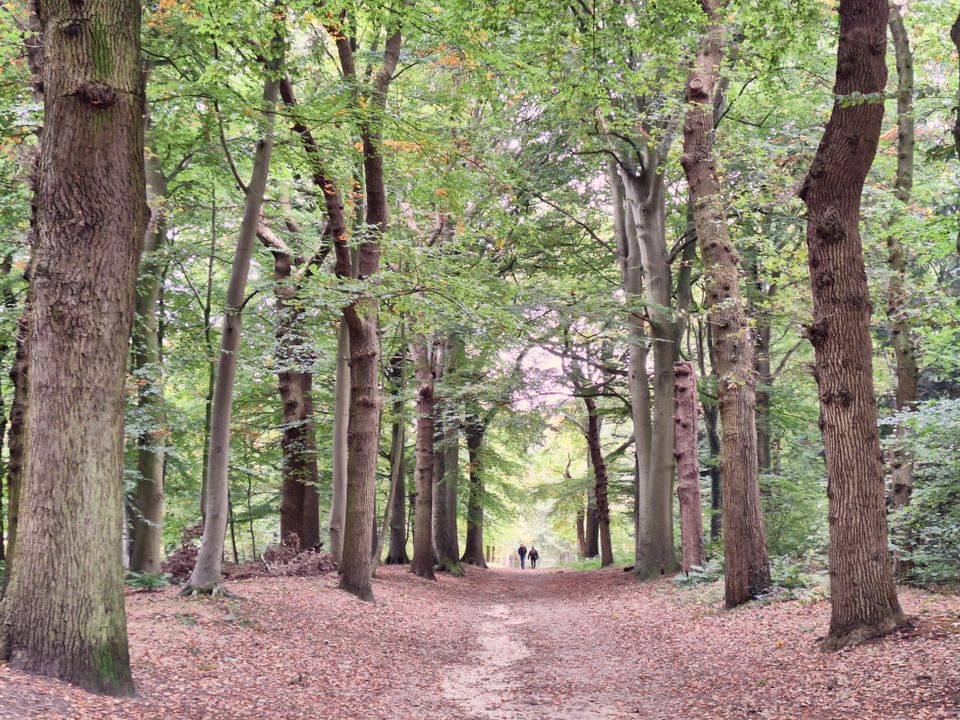Wandelroute Gaasterland: Jolderenbos, Rijsterbos en Elfbergen