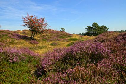 Doldersummerveld