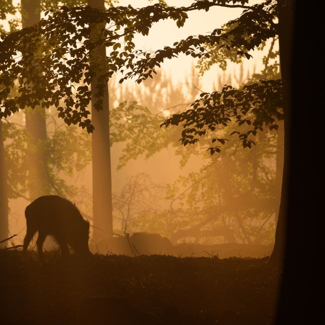 Wild zwijn tegenlicht ©Nunspeet uit de Kunst