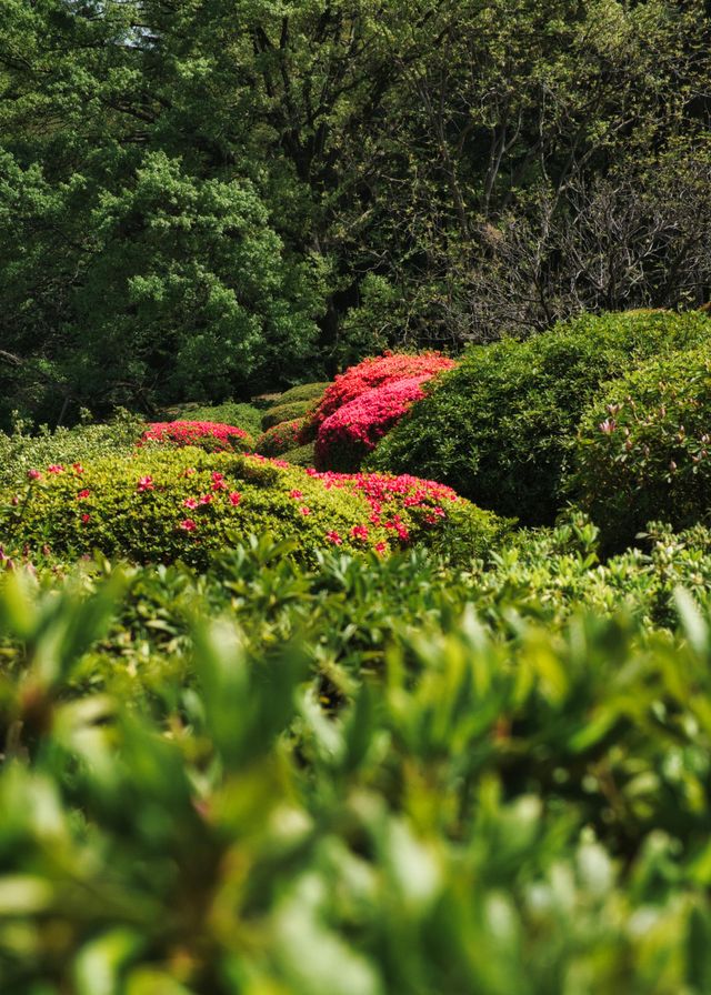 Tuin struiken