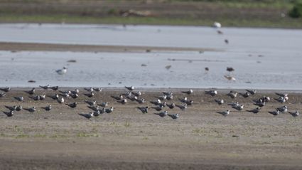 Zwarte sterns rustend op Marker Wadden