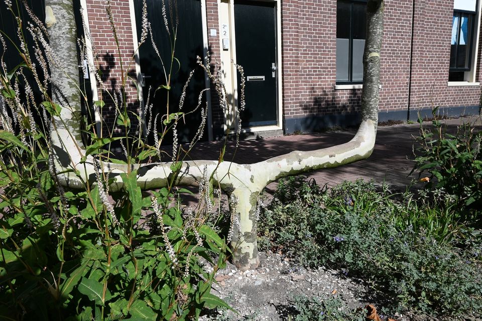 De stam van een Plataan