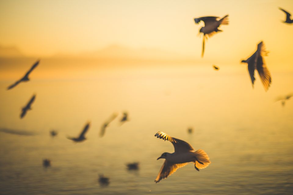 Vogels lucht