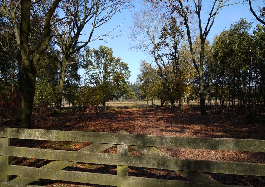 'Zandbos' (Sandwald) in Deurne