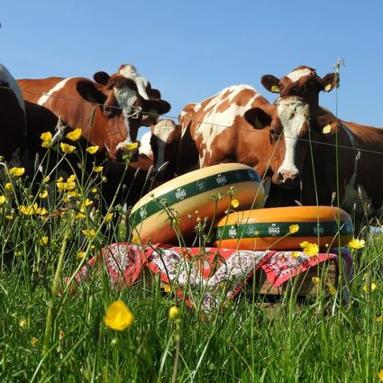 Koeien in een groen weiland met wielen ambachtelijke streekkaas van Boerbert op de voorgrond, duurzame kaasmakerij in het Groene Hart.