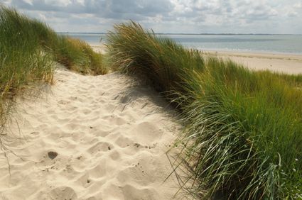 Natuurmonumunten-excursie-wandeltocht-Voornes-Duin-Rockanje-snertwandeling